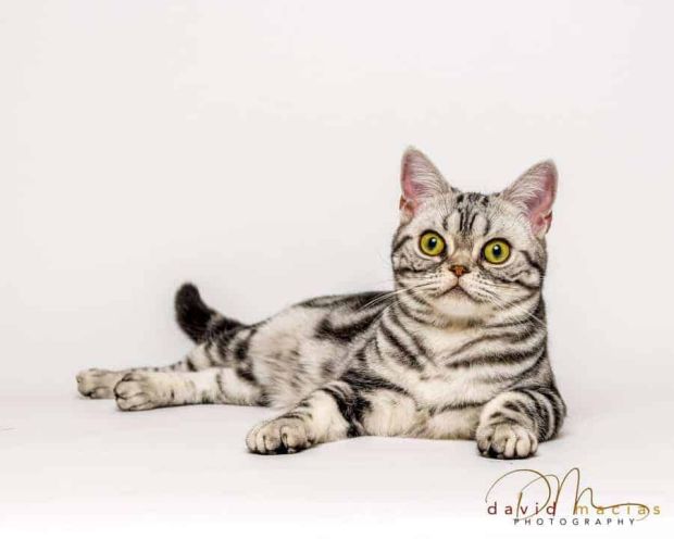 16 American Shorthair Facts