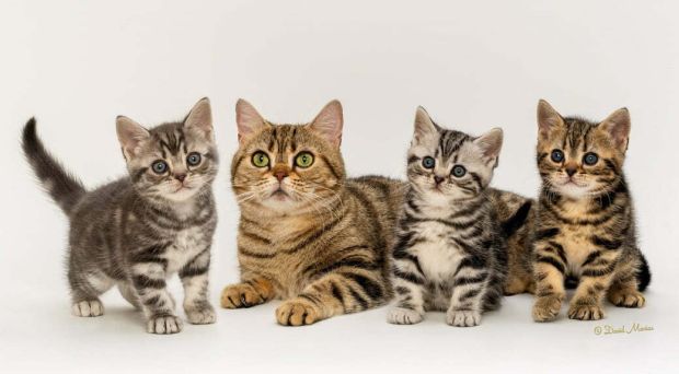 How to Find a Reputable Cat Breeder
