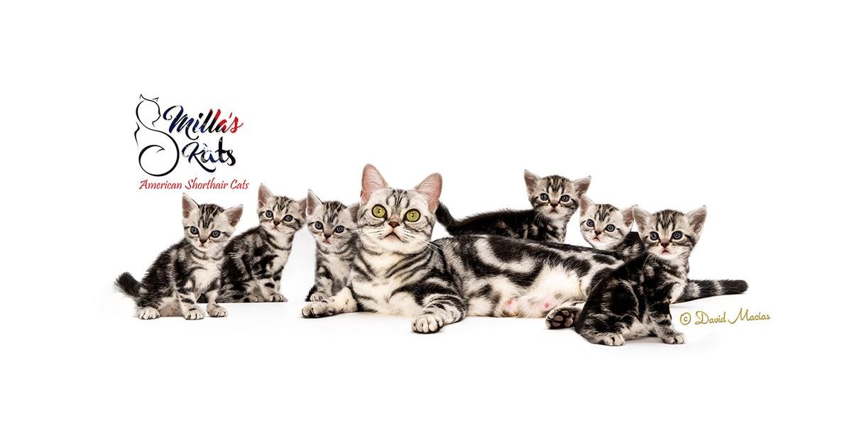 American shorthair breed profile, American Shorthair cat, shorthair kittens