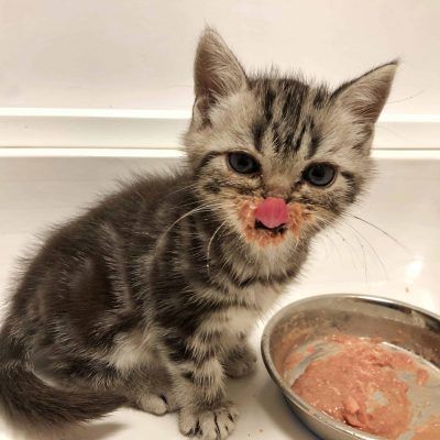 American Shorthair kitten with food on face