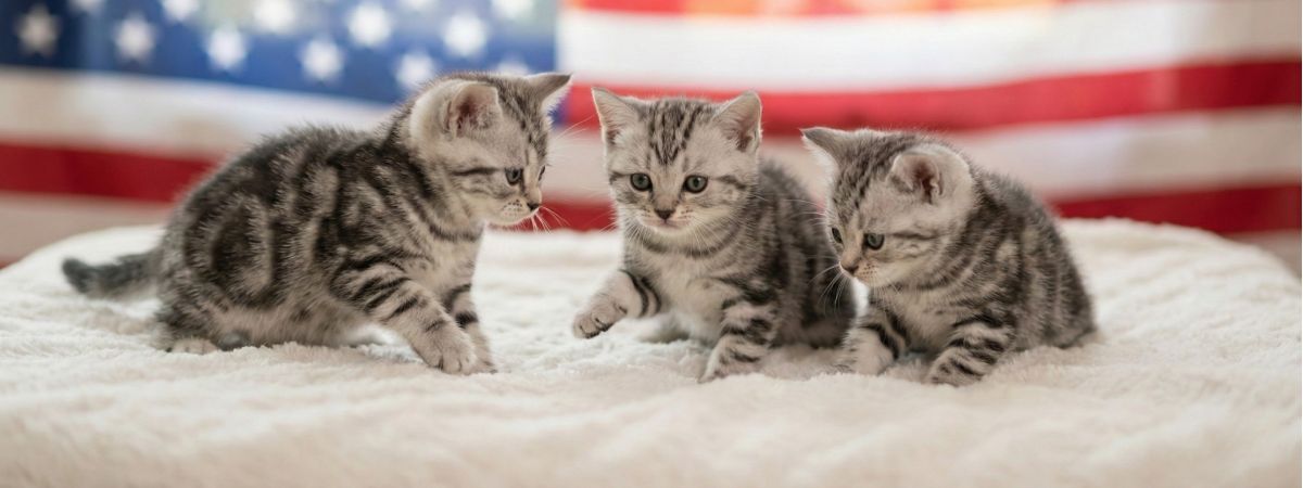 American Shorthair Kitten