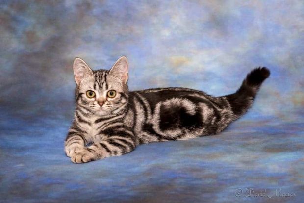 American Shorthair Kittens – The Perfect Combination