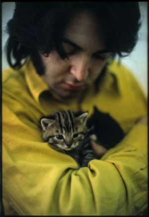 Paul mccartney with jesus, American Shorthair cat, American Shorthair