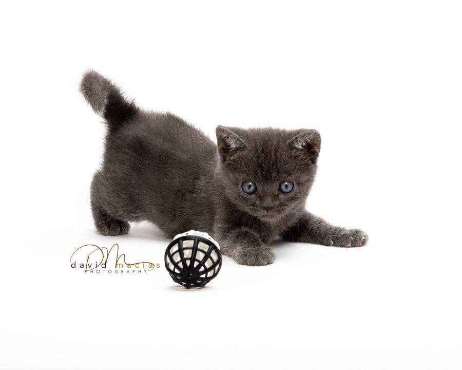 American shorthair breed profile, American Shorthair cat, shorthair kittens