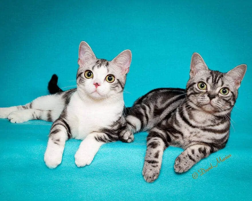 American shorthair silver tabby, American Shorthair, American Shorthair cat