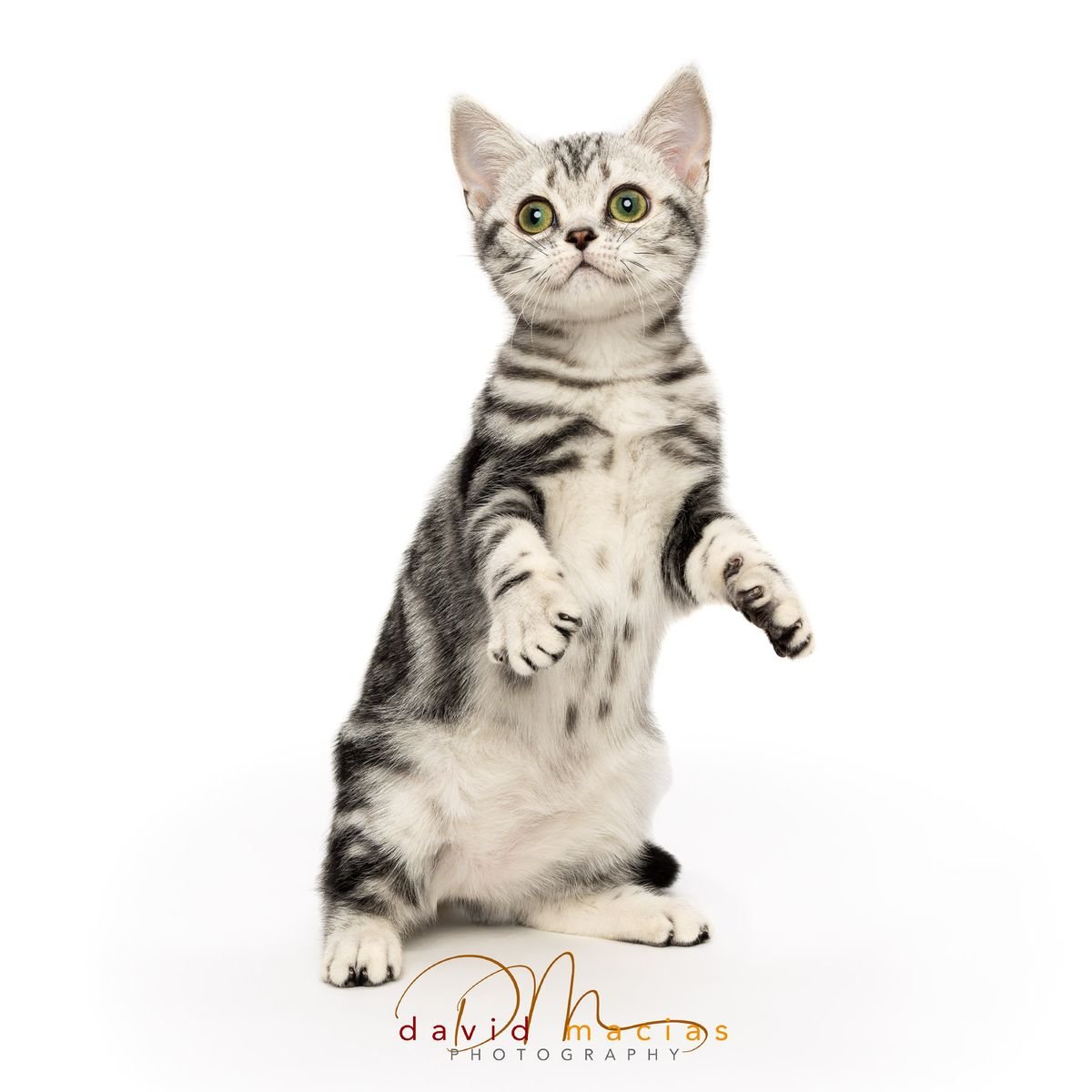 American shorthair breed profile, American Shorthair cat, shorthair kittens