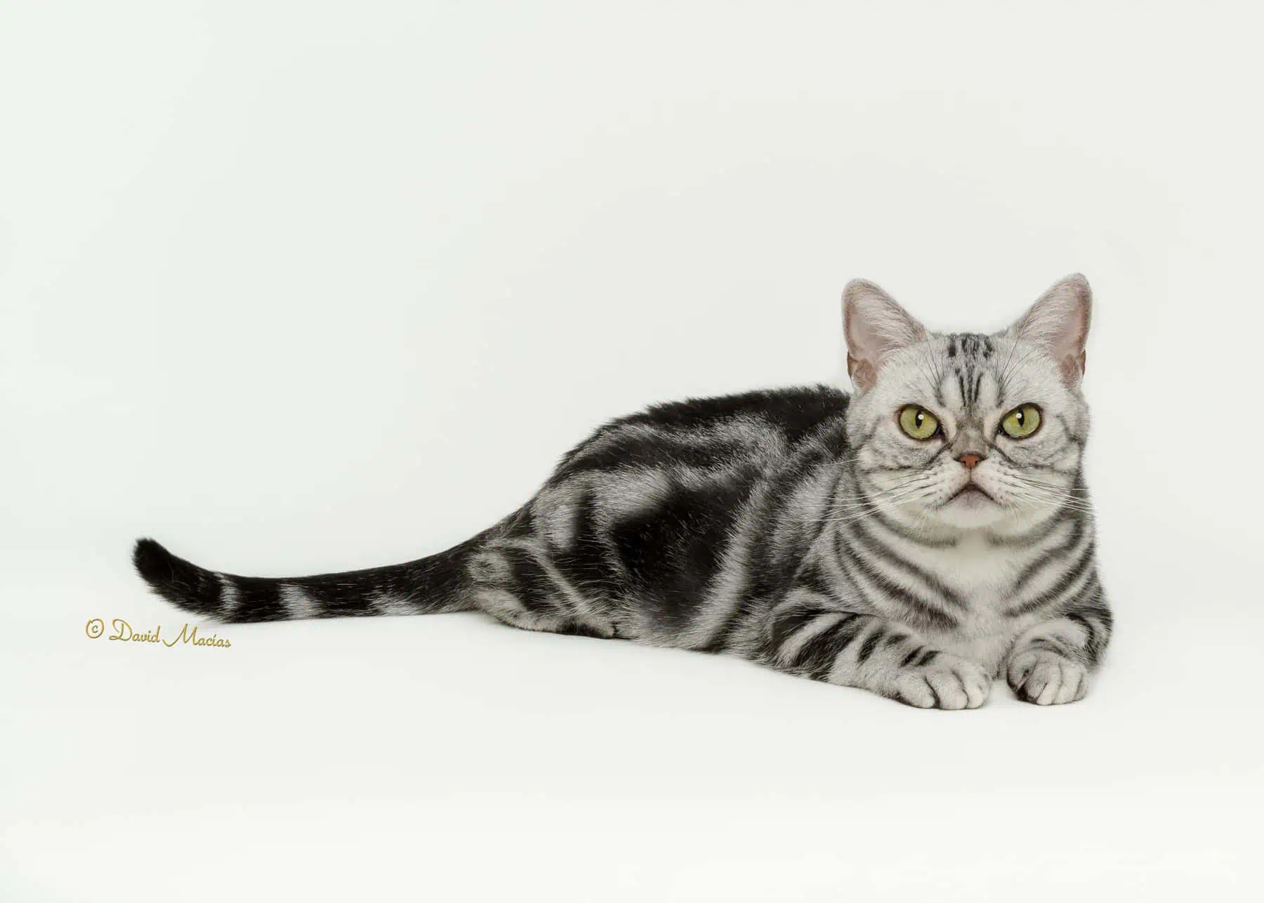 American shorthair female champion