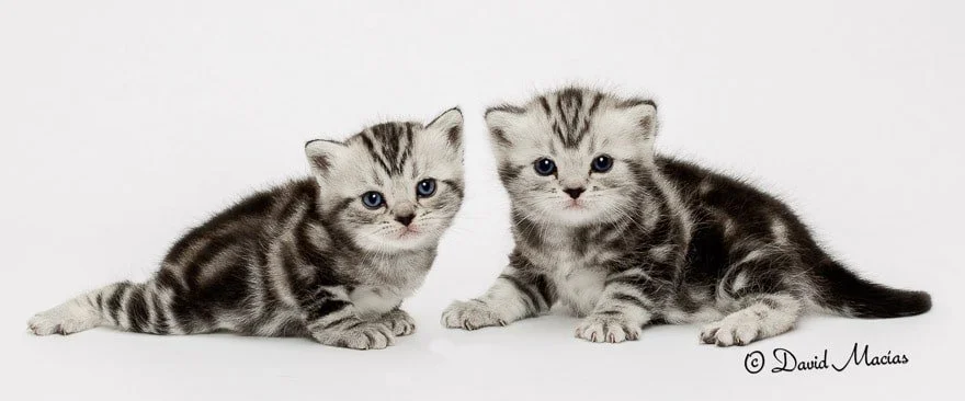 American shorthair kittens for sale