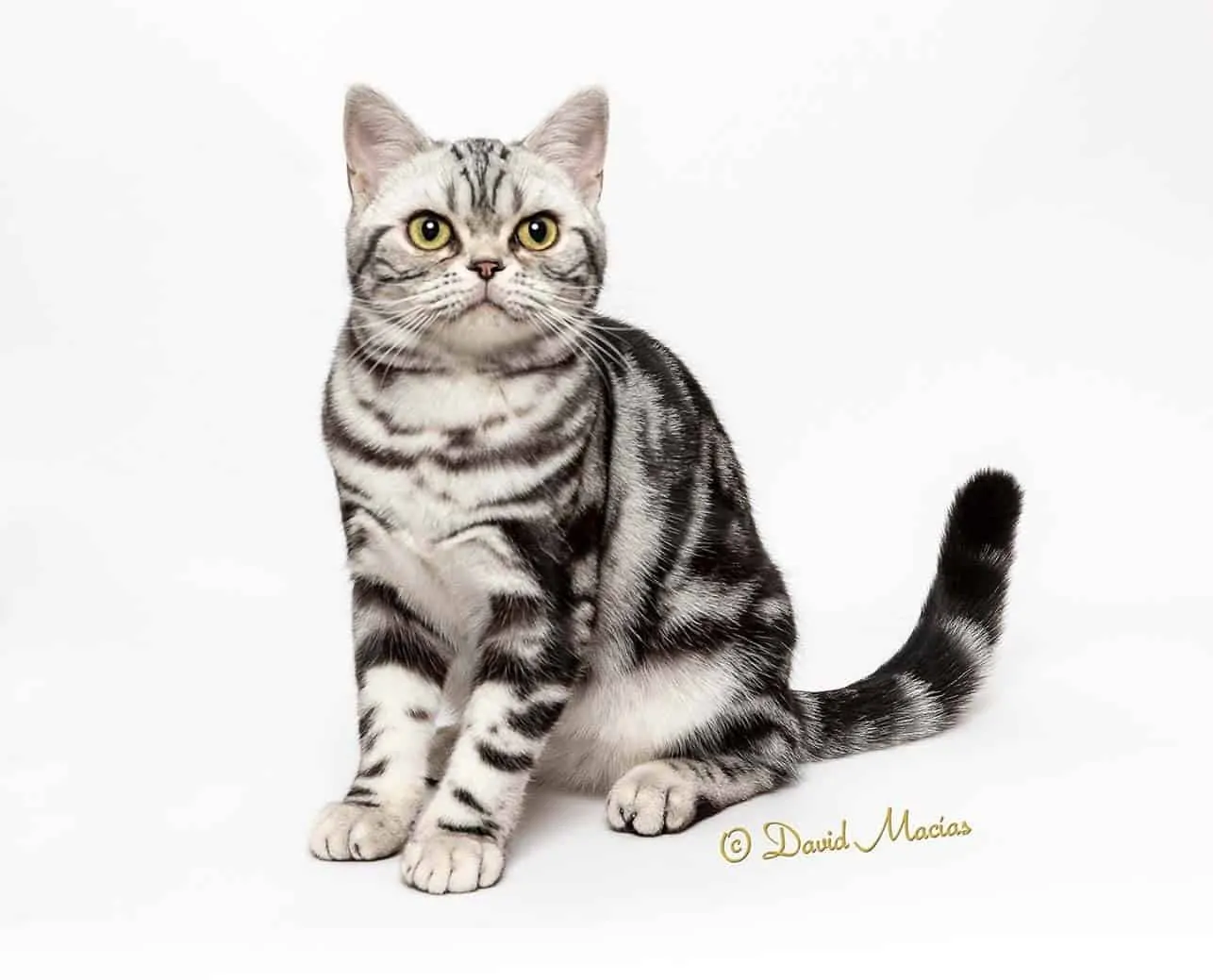 American Shorthair champion female