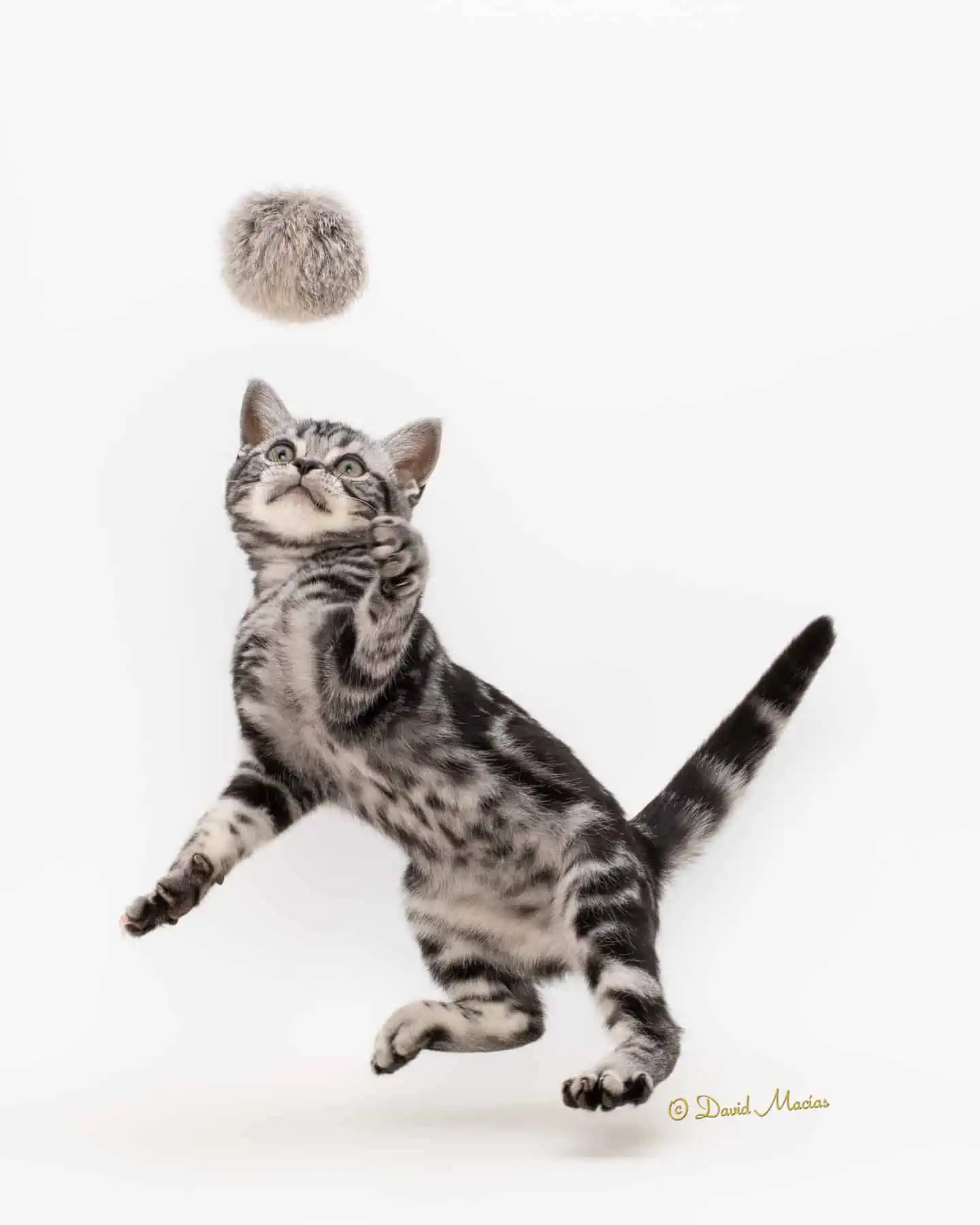 American Shorthair Kitten for Sale