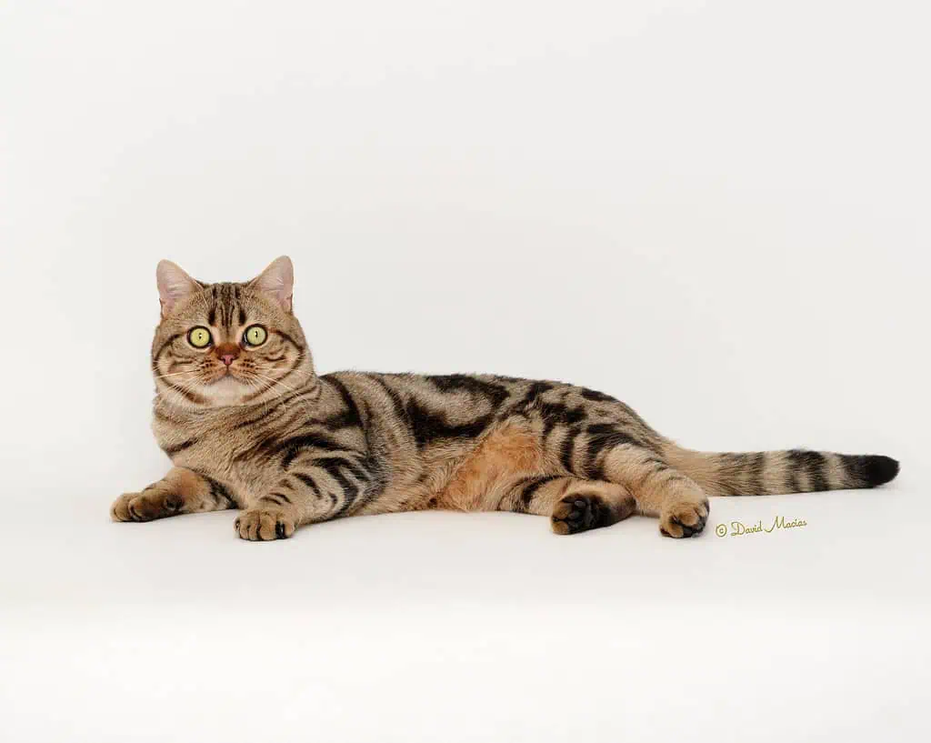 American Shorthair male stud