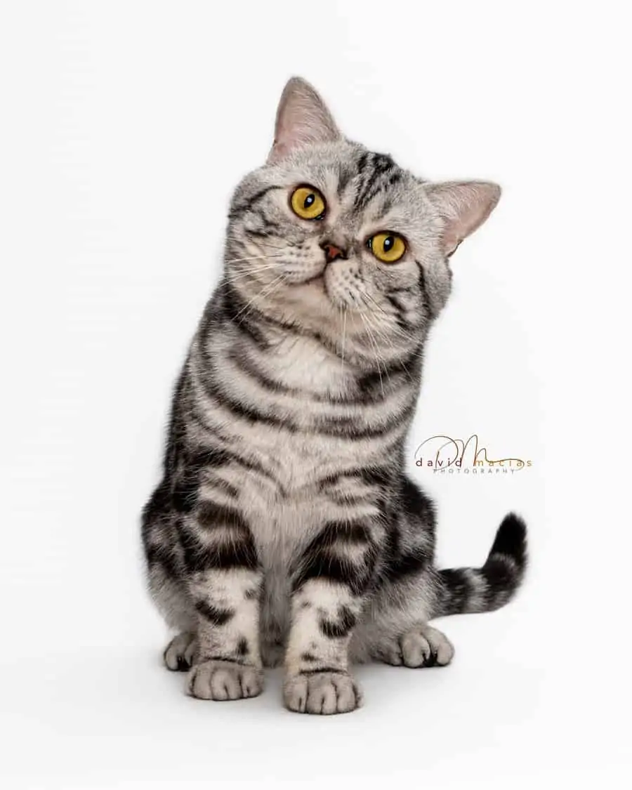 Milla's Kats Jackie Chan