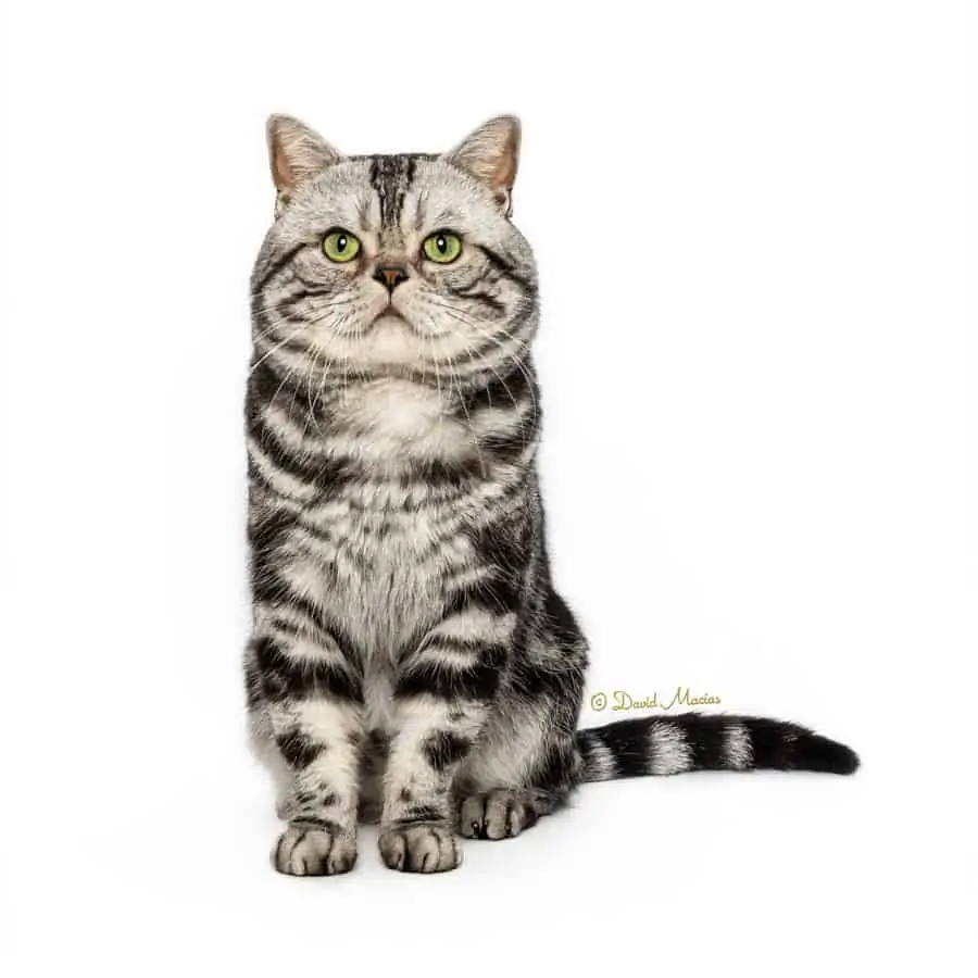 Milla's Kats I Am the Walrus