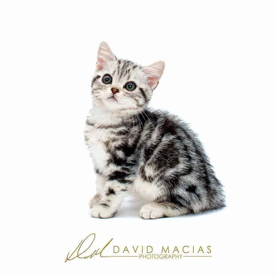 American Shorthair Kitten