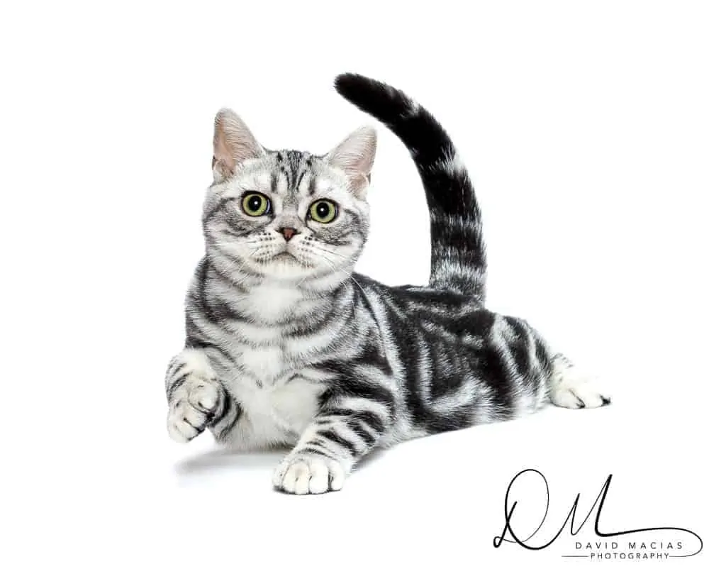 Antonio - American shorthair grand champion