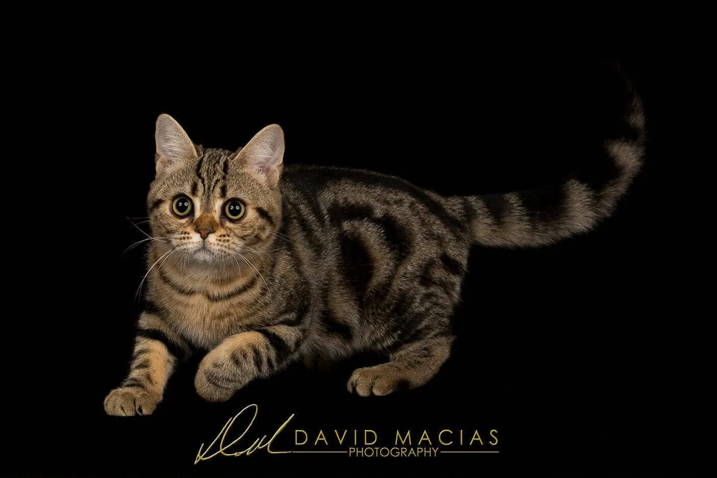 American shorthair brown tabby champion female