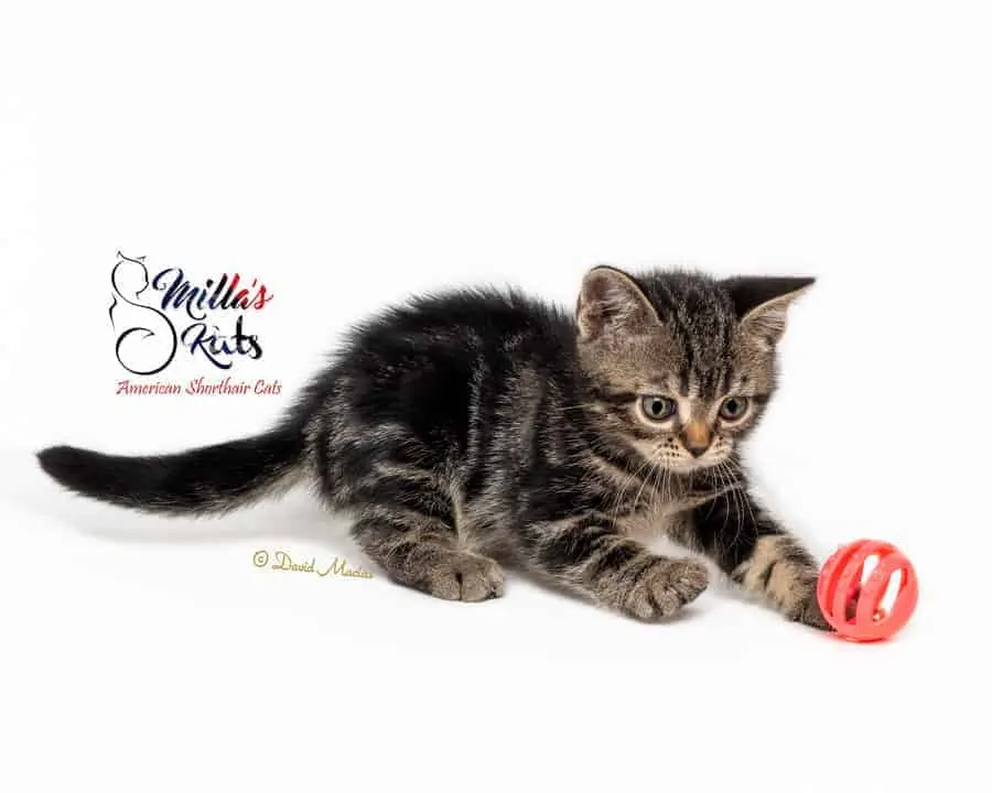 American shorthair brown tabby kitten