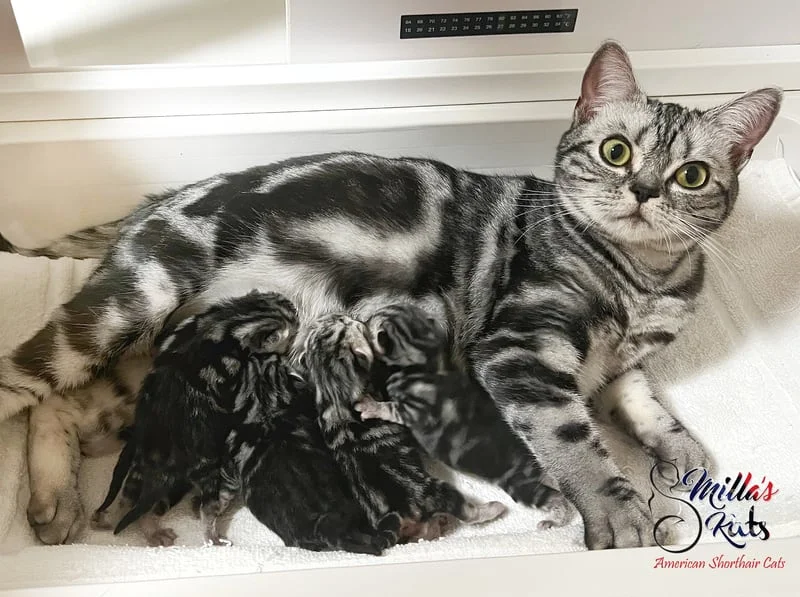 American Shorthair mama with her newborn babies