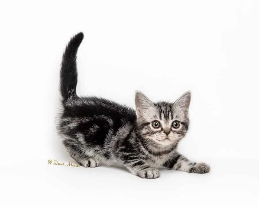 American Shorthair Silver Tabby kitten