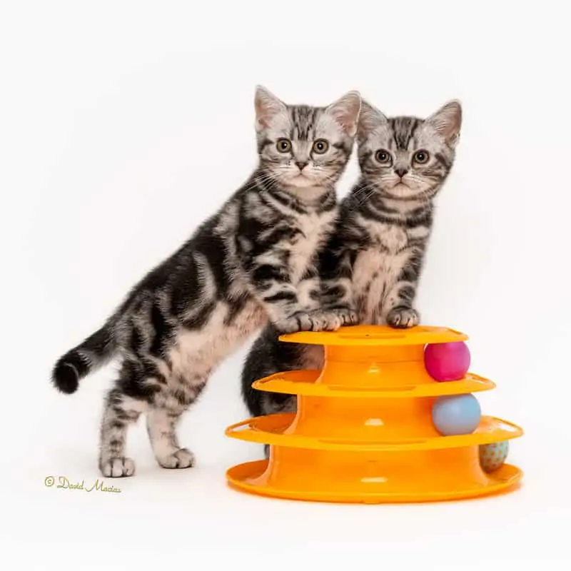 American Shorthair Silver Tabby kittens