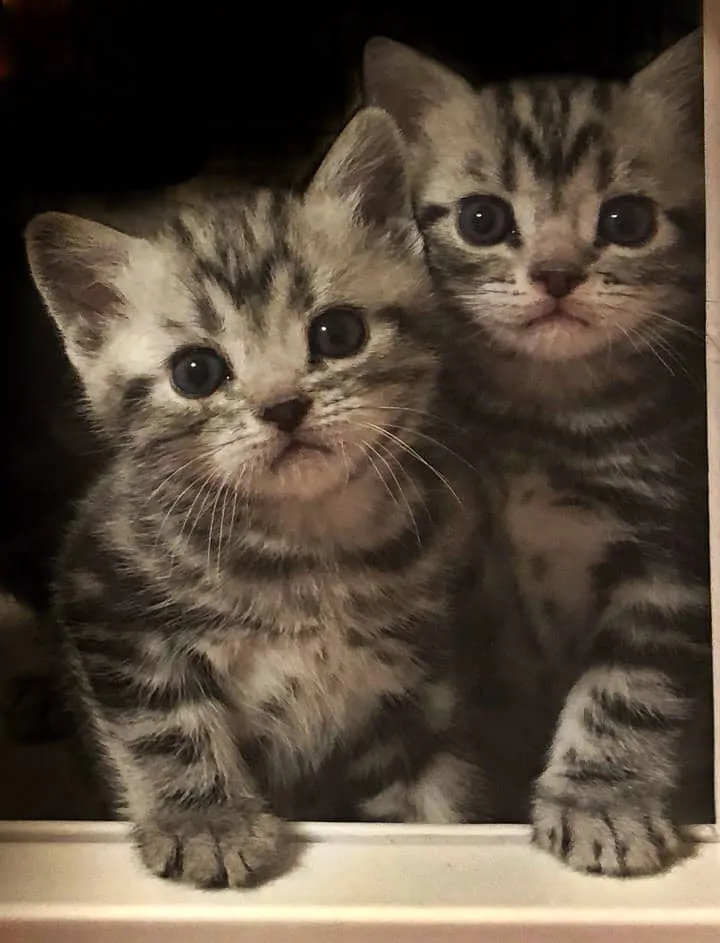 American-shorthair-kittens-for-sale, american short hair cat for sale, CFA American Shorthair kittens for sale
