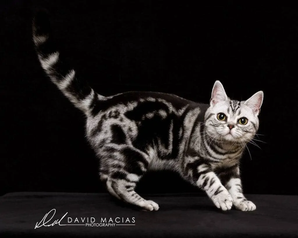 American shorthair female champion cat