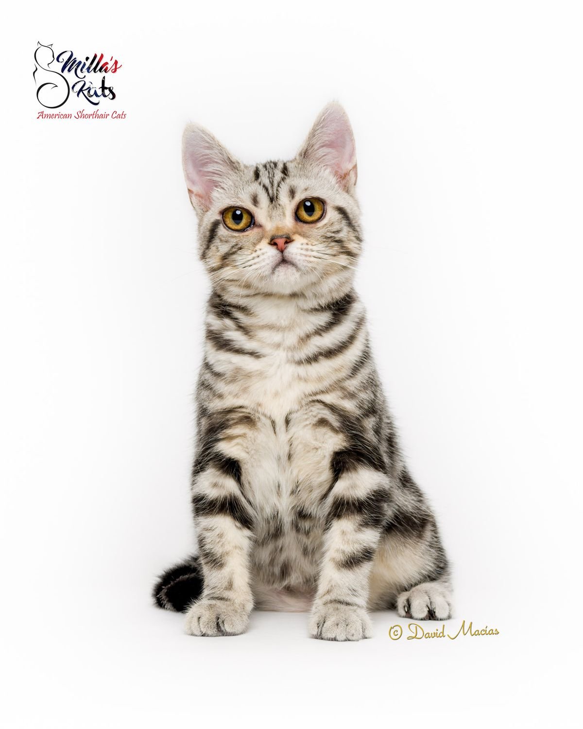 American shorthair breed profile, American Shorthair cat, shorthair kittens