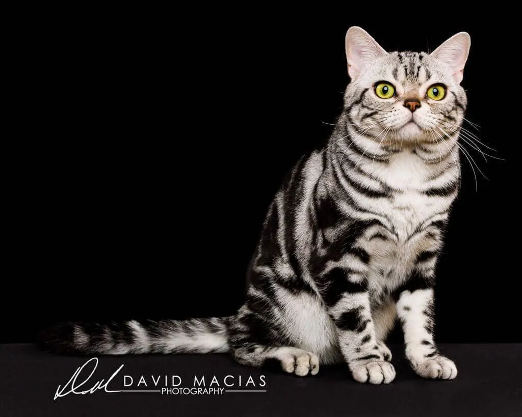Inzhyr - American shorthair grand champion cat