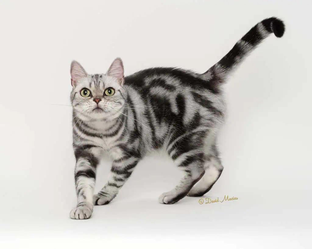 American shorthair female champion