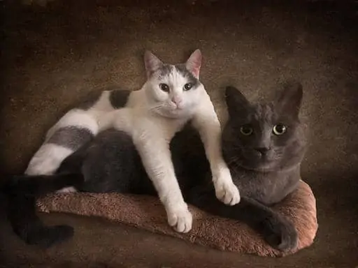 Spots and Ash hanging out. They are the best of friends and Spots loves to lay on top of ASH as seen on this photo.
