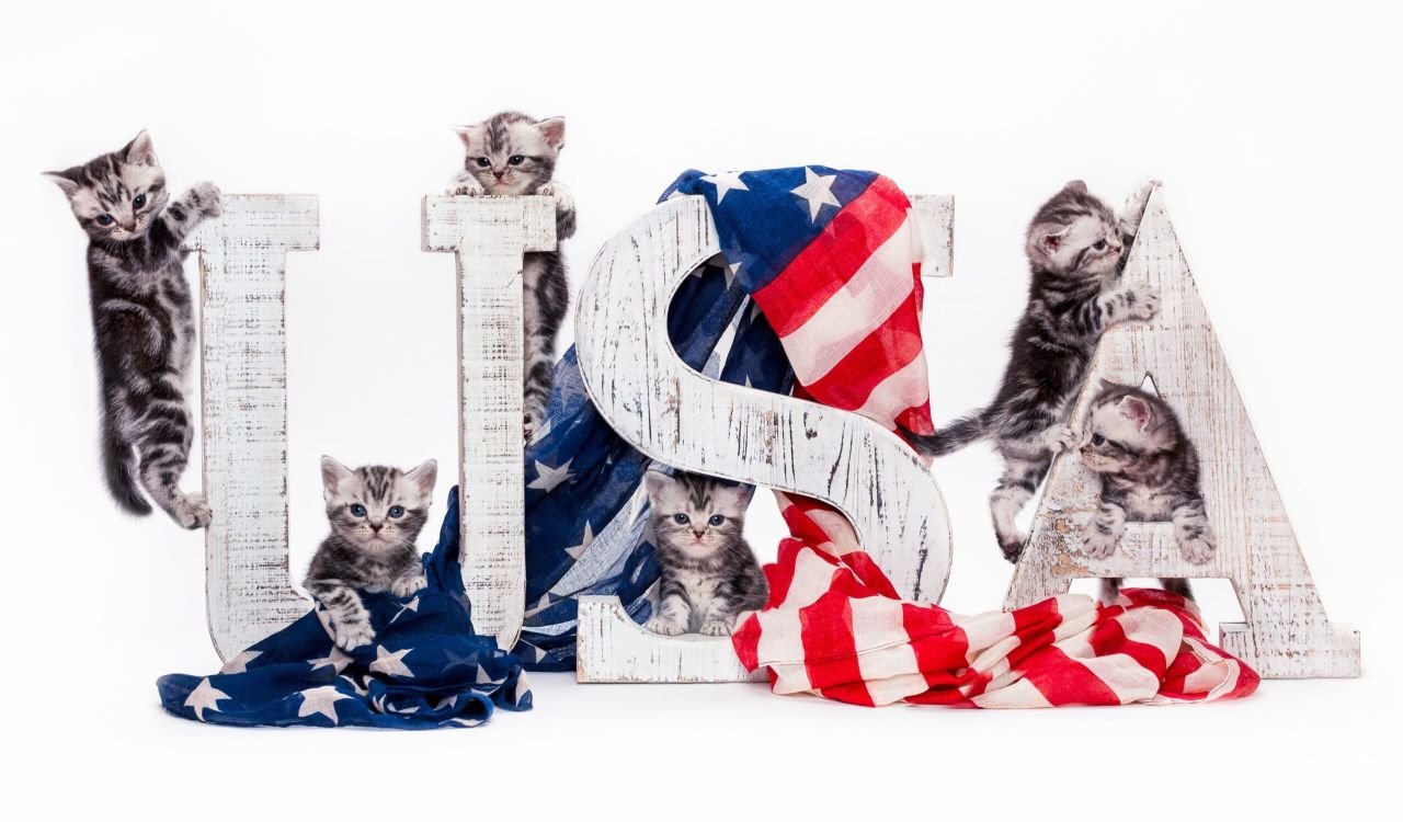 American Shorthair Kittens playing on a USA flag