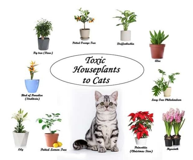 Toxic Houseplants to Cats