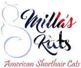 American Shorthair Cats