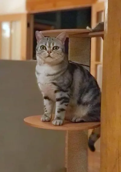 Silver Tabby American Shorthair sitting on a cat tree
