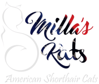 American Shorthair Cats