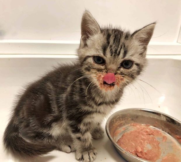 Your Responsibility to your American Shorthair Breeders
