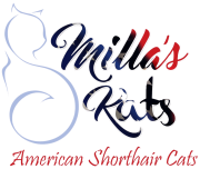 American Shorthair Cats